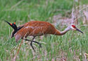 Grus canadensis